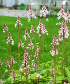 Roots Plants Tiarella 'Spring Symphony' Perennials 7 Roots Plants Tiarella 'Spring Symphony' Perennials