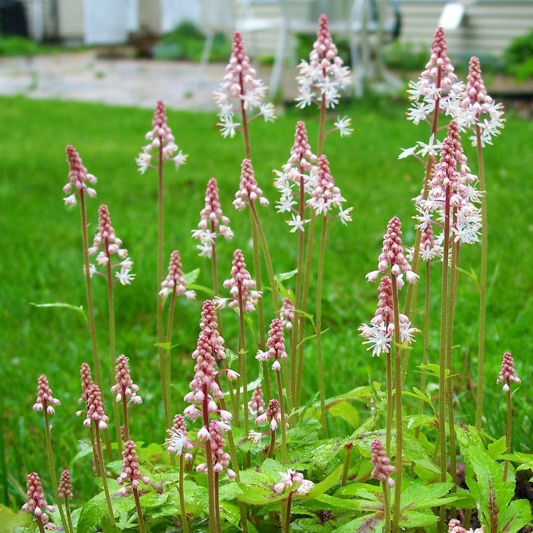 Roots Plants Tiarella 'Spring Symphony' Perennials 5 Roots Plants Tiarella 'Spring Symphony' Perennials