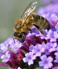 Roots Plants Verbena Bonariensis