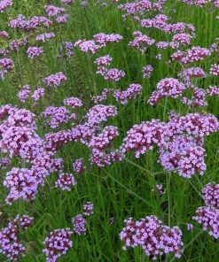 Roots Plants Verbena Bonariensis
