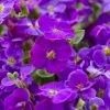 Roots Plants Perennials Aubrieta 'Katie Blue'