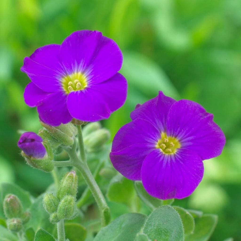 Roots Plants Perennials Aubrieta 'Katie Blue' 4 Roots Plants Perennials Aubrieta 'Katie Blue'