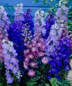 Roots Plants Delphinium 'Magic Fountains Mixed' Perennials