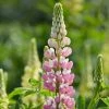 Roots Plants Perennials Lupin 'Legendary Rose Shades' 2 Roots Plants Perennials Lupin 'Legendary Rose Shades'