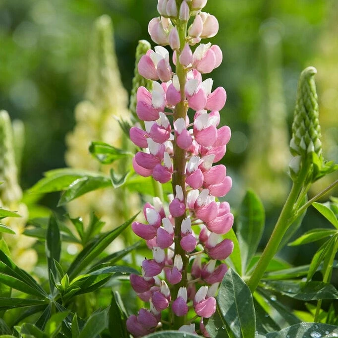 Roots Plants Perennials Lupin 'Legendary Rose Shades' 4 Roots Plants Perennials Lupin 'Legendary Rose Shades'