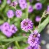 Roots Plants Verbena 'Santos Purple' 2 Roots Plants Verbena 'Santos Purple'