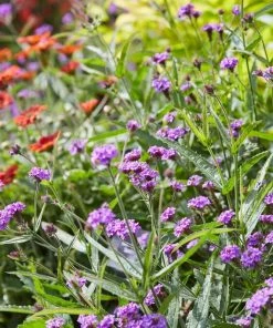Roots Plants Verbena 'Santos Purple' 7 Roots Plants Verbena 'Santos Purple'