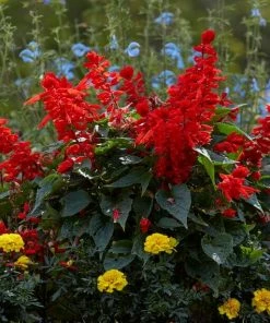 Roots Plants Salvia 'Vista Red' 7 Roots Plants Salvia 'Vista Red'