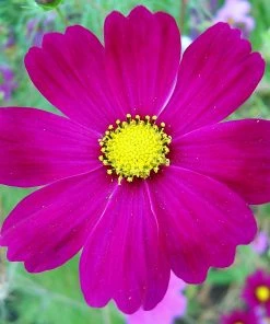 Roots Plants Cosmos 'Apollo Carmine' Perennials 8 Roots Plants Cosmos 'Apollo Carmine' Perennials