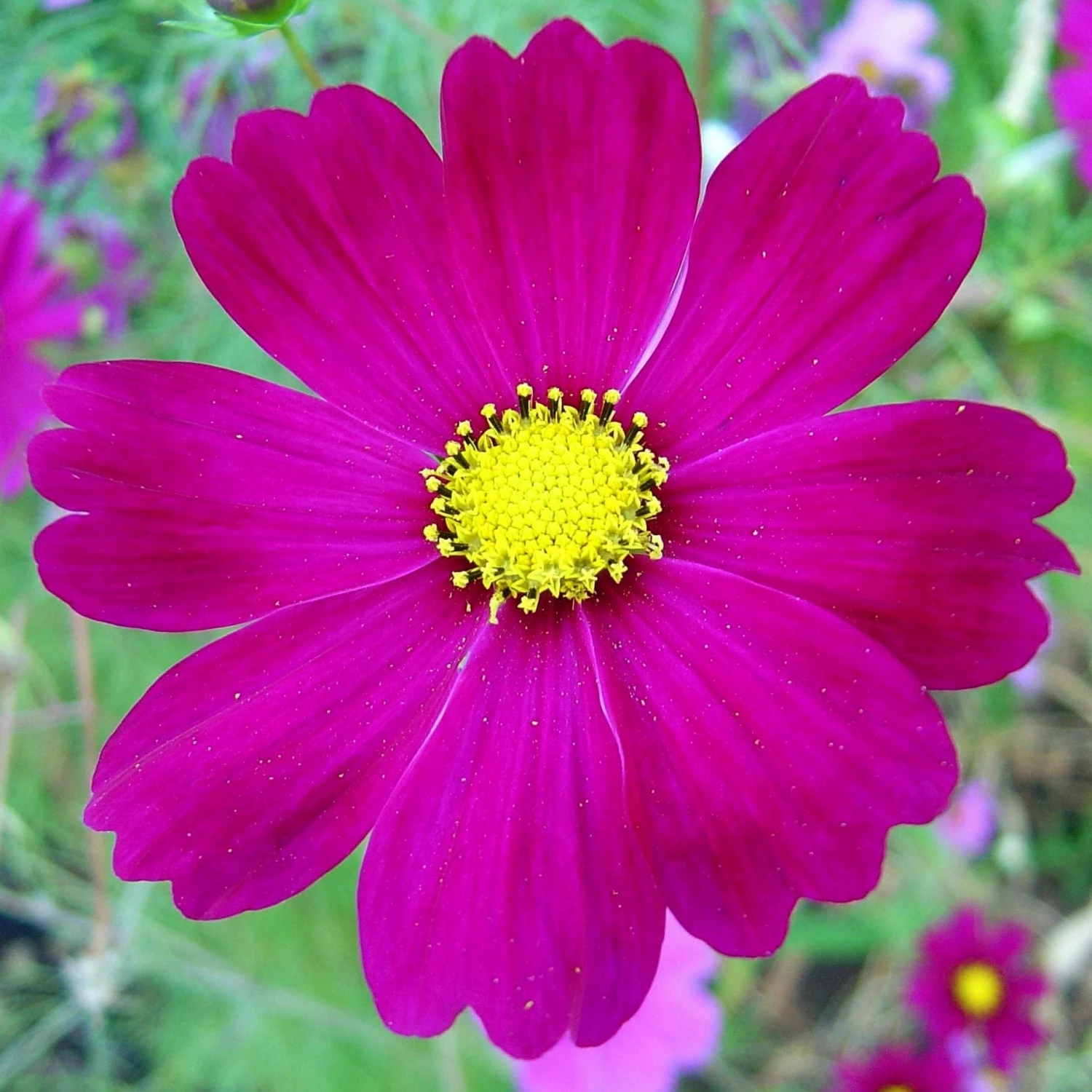 Roots Plants Cosmos 'Apollo Carmine' Perennials 5 Roots Plants Cosmos 'Apollo Carmine' Perennials