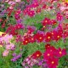 Roots Plants Cosmos 'Apollo Carmine' Perennials 1 Roots Plants Cosmos 'Apollo Carmine' Perennials