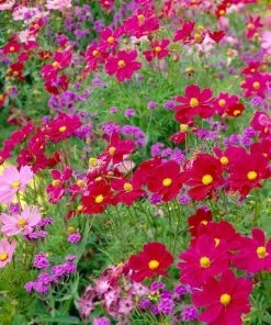 Roots Plants Cosmos 'Apollo Carmine' Perennials