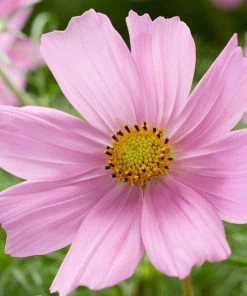 Roots Plants Cosmos 'Apollo Lovesong' Perennials