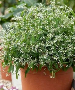 Roots Plants Euphorbia'Glamour' Perennials