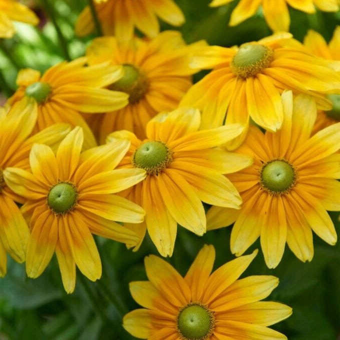 Roots Plants Perennials Rudbeckia 'Amarillo Gold' 3 Roots Plants Perennials Rudbeckia 'Amarillo Gold'