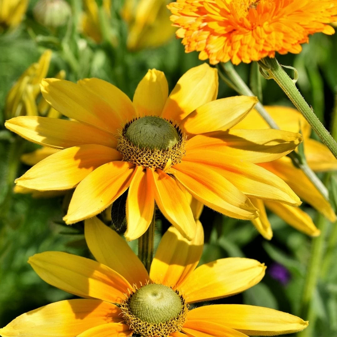 Roots Plants Perennials Rudbeckia 'Amarillo Gold' 4 Roots Plants Perennials Rudbeckia 'Amarillo Gold'