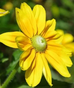 Roots Plants Perennials Rudbeckia 'Amarillo Gold' 7 Roots Plants Perennials Rudbeckia 'Amarillo Gold'