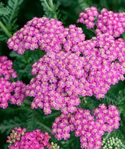 Roots Plants Perennials Achillea 'New Vintage Rose'
