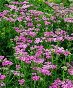 Roots Plants Perennials Achillea 'New Vintage Rose'