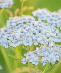 Roots Plants Perennials Achillea'New Vintage White'