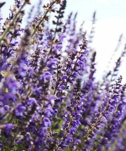 Roots Plants 6 Salvia Plants | 'Blues Collection' | 10.5cm Pots 10 Roots Plants 6 Salvia Plants | 'Blues Collection' | 10.5cm Pots