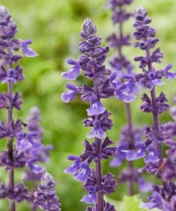 Roots Plants 6 Salvia Plants | 'Blues Collection' | 10.5cm Pots 11 Roots Plants 6 Salvia Plants | 'Blues Collection' | 10.5cm Pots