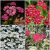 Roots Plants Perennials Achillea New Vintage Collection | 3 X 3L Pots 1 Roots Plants Perennials Achillea New Vintage Collection | 3 X 3L Pots
