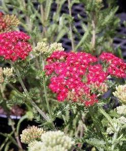 Roots Plants Perennials Achillea New Vintage Collection | 3 X 3L Pots