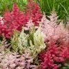 Roots Plants Astilbe Collection | 3 X 3L Pots Perennials