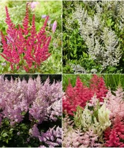 Roots Plants Astilbe Collection | 3 X 3L Pots Perennials