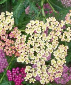 Roots Plants Achillea 'Summer Pastels'