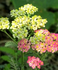 Roots Plants Achillea 'Summer Pastels'