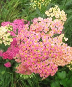 Roots Plants Achillea 'Summer Pastels'