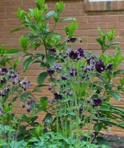Roots Plants Aquilegia 'Black Barlow' 10 Roots Plants Aquilegia 'Black Barlow'