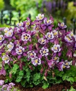 Roots Plants Perennials Aquilegia'Earlybird Purple White'