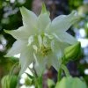 Roots Plants Perennials Aquilegia 'Green Apples'