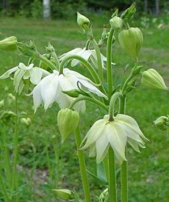 Roots Plants Perennials Aquilegia 'Green Apples'