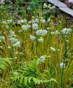 Roots Plants Perennials Aquilegia 'Green Apples' 10 Roots Plants Perennials Aquilegia 'Green Apples'