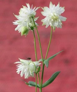 Roots Plants Perennials Aquilegia 'Green Apples' 12 Roots Plants Perennials Aquilegia 'Green Apples'