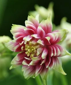 Roots Plants Aquilegia'Nora Barlow' Perennials