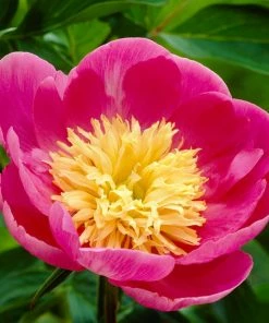 Roots Plants Perennials Peony 'Bowl Of Love' | 3L Pot 7 Roots Plants Perennials Peony 'Bowl Of Love' | 3L Pot