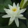 Roots Plants White Water Lily | Nymphaea Alba 2 Roots Plants White Water Lily | Nymphaea Alba