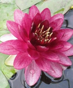 Roots Plants 'Almost Black' Water Lily