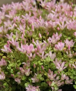 Roots Plants Bog Pimpernel | Anagallis Tenella
