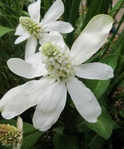 Roots Plants Apache Beads | Anemopsis Californicum All Pond Plants