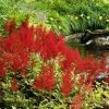 Roots Plants Astilbe Red All Pond Plants