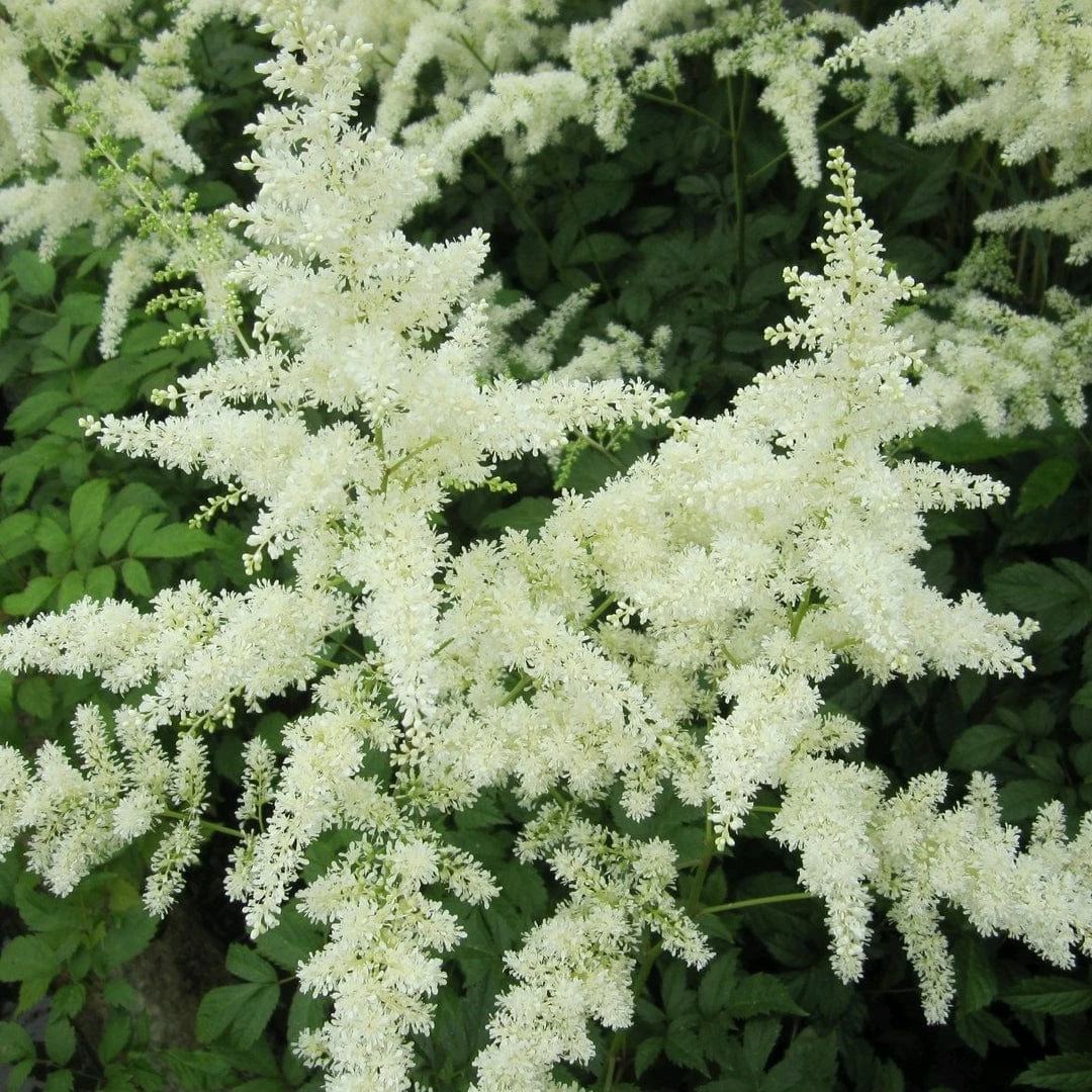 Roots Plants Astilbe White All Pond Plants 4 Roots Plants Astilbe White All Pond Plants
