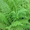 Roots Plants 3 Lady Fern | Athyrium Filix Femina | 9cm Pots