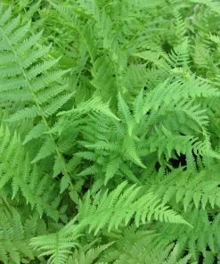 Roots Plants 3 Lady Fern | Athyrium Filix Femina | 9cm Pots