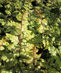 Roots Plants 3 Eared Lady Fern | Athyrium Otophorum Okanum | 9cm Pots
